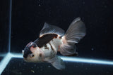 Thai Oranda  Tricolor 5.5 Inch (ID#1220To6b-90)