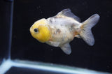 Yuan Bao Oranda  Calico 3.5 Inch (ID#415Yb10b-50) Free2Day SHIPPING