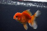 Juvenile Thai Oranda  Red White 3.5 Inch (ID#1206To12c-95) Free2Day SHIPPING