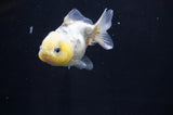 Yuan Bao Oranda  Calico 3.5 Inch (ID#415Yb10b-50) Free2Day SHIPPING