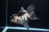 Thai Oranda  Tricolor 5.5 Inch (ID#1220To6b-90)