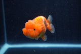 Juvenile Lionchu  Red White 3 Inch (ID#307R11a-14) Free2Day SHIPPING