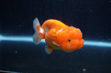 Juvenile Lionchu  Red White 3 Inch (ID#307R11a-14) Free2Day SHIPPING