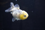 Yuan Bao Oranda  Calico 3.5 Inch (ID#415Yb10b-50) Free2Day SHIPPING