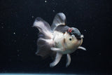 Thai Oranda  Tricolor 5.5 Inch (ID#1220To6b-90)