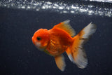 Juvenile Thai Oranda  Red White 3.5 Inch (ID#1206To12c-95) Free2Day SHIPPING