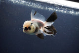 Thai Oranda  Panda 4 Inch (ID#1108To2a-72) Free2Day SHIPPING