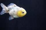 Yuan Bao Oranda  Calico 3.5 Inch (ID#415Yb10b-50) Free2Day SHIPPING