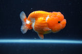 Juvenile Lionchu  Red White 3 Inch (ID#307R11a-14) Free2Day SHIPPING