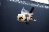 Thai Oranda  Panda 4 Inch (ID#1108To2a-72) Free2Day SHIPPING