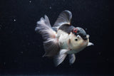 Thai Oranda  Tricolor 5.5 Inch (ID#1220To6b-90)