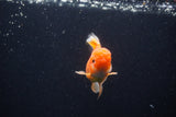 Juvenile Thai Oranda  Red White 3.5 Inch (ID#1206To12c-95) Free2Day SHIPPING