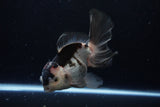 Thai Oranda  Tricolor 5.5 Inch (ID#1220To6b-90)