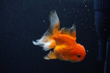 Juvenile Thai Oranda  Red White 3.5 Inch (ID#1206To12c-95) Free2Day SHIPPING