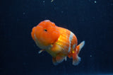 Juvenile Lionchu  Red White 3 Inch (ID#307R11a-14) Free2Day SHIPPING