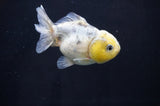 Yuan Bao Oranda  Calico 3.5 Inch (ID#415Yb10b-50) Free2Day SHIPPING