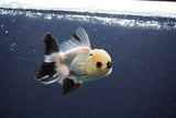 Thai Oranda  Panda 4 Inch (ID#1108To2a-72) Free2Day SHIPPING