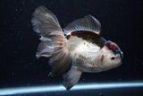 Thai Oranda  Tricolor 5.5 Inch (ID#1220To6b-90)