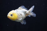Yuan Bao Oranda  Calico 3.5 Inch (ID#415Yb10b-50) Free2Day SHIPPING