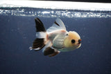 Thai Oranda  Panda 4 Inch (ID#1108To2a-72) Free2Day SHIPPING