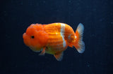 Juvenile Lionchu  Red White 3 Inch (ID#307R11a-14) Free2Day SHIPPING