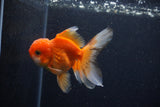 Juvenile Thai Oranda  Red White 3.5 Inch (ID#1206To12c-95) Free2Day SHIPPING