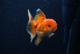 Juvenile Thai Oranda  Red White 3.5 Inch (ID#1206To12c-95) Free2Day SHIPPING