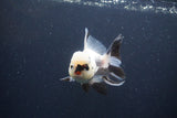 Thai Oranda  Panda 4 Inch (ID#1108To2a-72) Free2Day SHIPPING