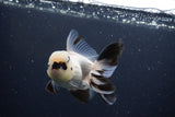 Thai Oranda  Panda 4 Inch (ID#1108To2a-72) Free2Day SHIPPING