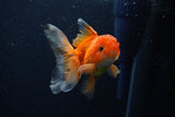 Juvenile Thai Oranda  Red White 3.5 Inch (ID#1206To12c-95) Free2Day SHIPPING