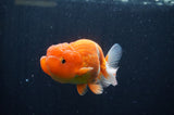 Juvenile Lionchu  Red White 3.5 Inch (ID#307R11b-15) Free2Day SHIPPING