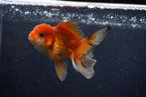 Juvenile Thai Oranda  Red White 3.5 Inch (ID#1206To12c-95) Free2Day SHIPPING