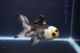 Thai Oranda  Panda 4 Inch (ID#1108To2a-73) Free2Day SHIPPING