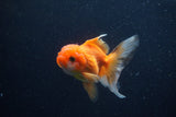 Juvenile Thai Oranda  Red White 3.5 Inch (ID#1206To12c-95) Free2Day SHIPPING