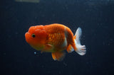 Juvenile Lionchu  Red White 3.5 Inch (ID#307R11b-15) Free2Day SHIPPING