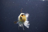 Thai Oranda  Panda 4 Inch (ID#1108To2a-73) Free2Day SHIPPING