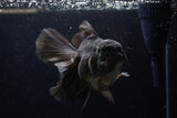 Thai Oranda  Black 5.5 Inch (ID#1220To6b-91)