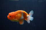Juvenile Lionchu  Red White 3.5 Inch (ID#307R11b-15) Free2Day SHIPPING