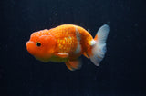 Juvenile Lionchu  Red White 3.5 Inch (ID#307R11b-15) Free2Day SHIPPING