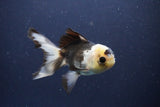 Thai Oranda  Panda 4 Inch (ID#1108To2a-73) Free2Day SHIPPING