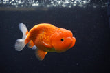 Juvenile Lionchu  Red White 3.5 Inch (ID#307R11b-15) Free2Day SHIPPING