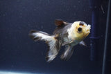 Thai Oranda  Panda 4 Inch (ID#1108To2a-73) Free2Day SHIPPING