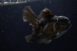 Thai Oranda  Black 5.5 Inch (ID#1220To6b-91)