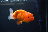 Juvenile Lionchu  Red White 3.5 Inch (ID#307R11b-15) Free2Day SHIPPING