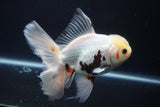 Thai Oranda  Tricolor 5.5 Inch (ID#920To13c-72)