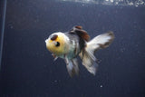 Thai Oranda  Panda 4 Inch (ID#1108To2a-73) Free2Day SHIPPING