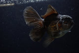 Thai Oranda  Black 5.5 Inch (ID#1220To6b-91)