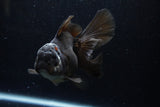 Thai Oranda  Black 5.5 Inch (ID#1220To6b-91)