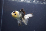 Thai Oranda  Panda 4 Inch (ID#1108To2a-73) Free2Day SHIPPING