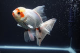 Thai Oranda  Tricolor 5.5 Inch (ID#920To12c-72)